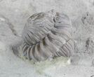 Enrolled Flexicalymene Trilobite Fossil From Ohio #47116-2
